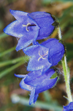 Campanula barbata (common name: bearded bellflower, )