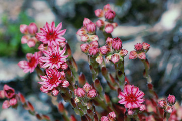 Sempervivum arachnoideum ( cobweb house-leek )