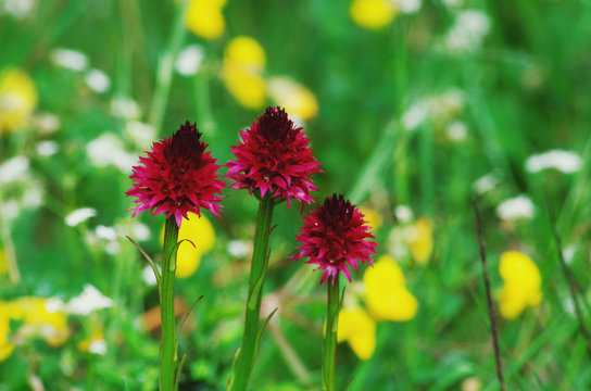 Nigritella also known as  Gymnadenia