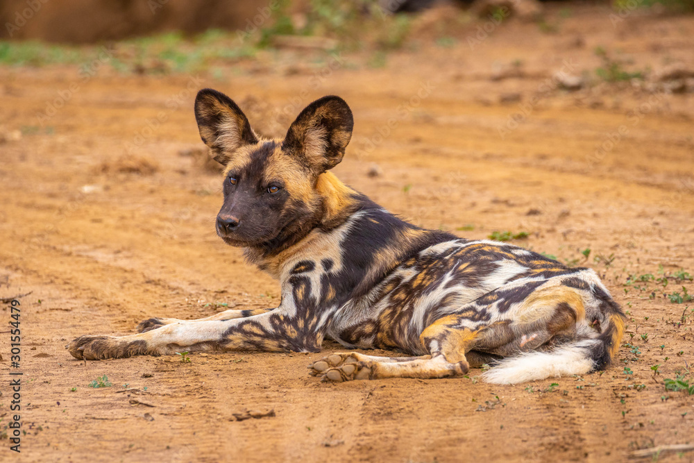 Wall mural african wild dog ( lycaon pictus) resting, madikwe game reserve, south africa.