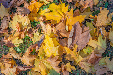 Colorful backround image of fallen autumn leaves perfect for seasonal use