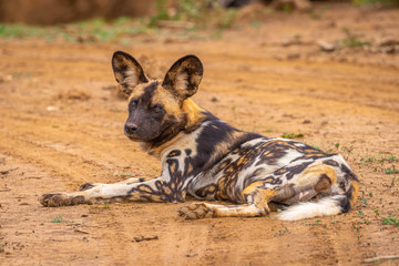 African wild dog ( Lycaon Pictus) resting, Madikwe Game Reserve, South Africa.