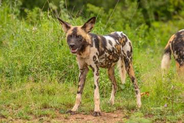 Fototapeta premium African wild dog ( Lycaon Pictus) looking alert, Madikwe Game Reserve, South Africa.