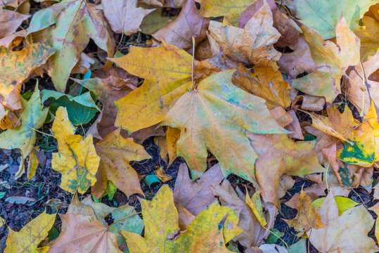 Colorful backround image of fallen autumn leaves perfect for seasonal use