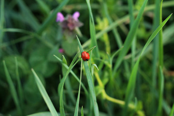 One ladybug on green grass 