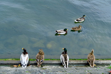 Canards au bord du fleuve.