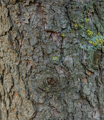 Background texture of tree bark. Skin the bark of a tree that traces cracking