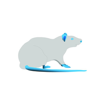 A gray rat with blue eyes and a blue tail on a white background.
