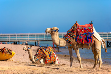 A friendly camels with a colorful saddles on the beach in Sharm El Sheikh, Egypt.