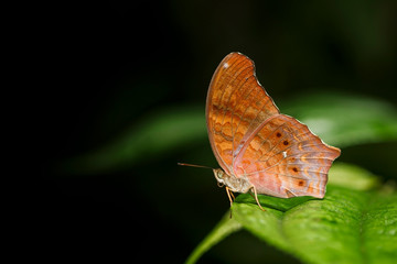 Fototapeta na wymiar Orange butterfly on a leaf in a green background