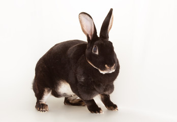 Nice black otter rabbit rodent pet