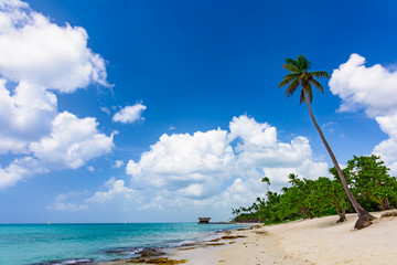 Palm Ocean Sky