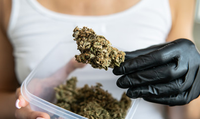 Indica vs. sativa: What’s the difference between cannabis types