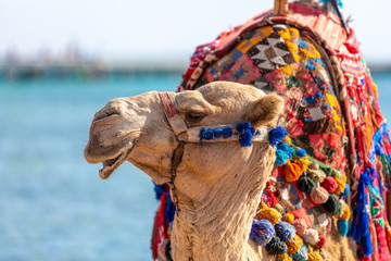 A camel with a colorful saddle on the beach in Sharm El Sheikh
