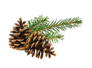 Brown pine cone  isolated on white background with clipping path with clipping pass
