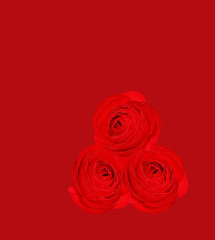 Three Red roses buds on red background, greeting card