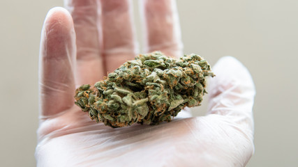 Indica vs. sativa: What’s the difference between cannabis types