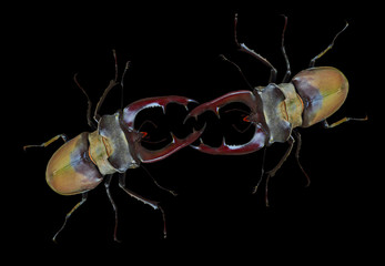Lucanus cervus, two stag beetle isolated on black