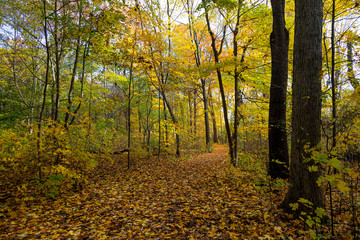 Obraz premium Amazing Park Scene