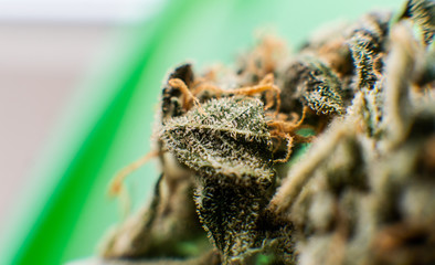 Indica vs. sativa: What’s the difference between cannabis types