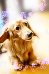 ミニチュアダックスと遊ぶ