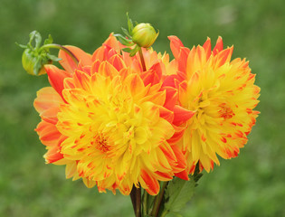 A Bouquet of red yellow Dahlia