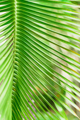 palm leaf background