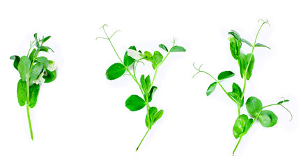 Young green sprouts of pea on a white background.