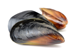 Fresh mussel on white background