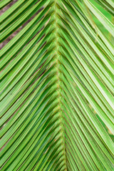 palm leaf background