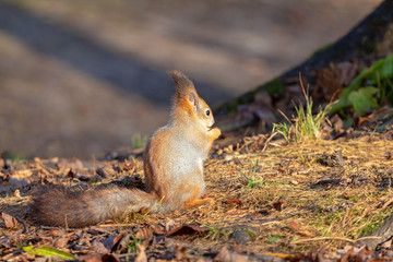 squirrel sits on the ground in a sunny autumn forest