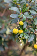 arbutus fruits on the tree before ripening in the park of the Casa de Campo in Madrid