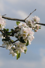 Apfelbaumblüte