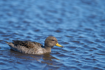 Speckled Teal (Anas flavirostris) on a pond on Bleaker Island in the Falkland Islands