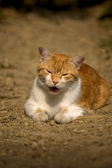 très beau chat blanc et roux souriant dans un chemin de terre en été