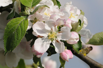 Apfelbaumblüte