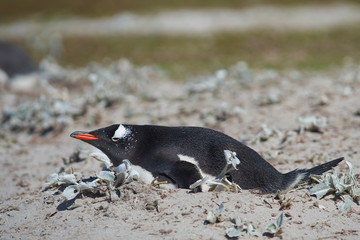 Obraz premium Gentoo Penguins (Pygoscelis papua) nesting on Bleaker Island in the Falkland Islands.