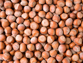 Hazelnut on white background
