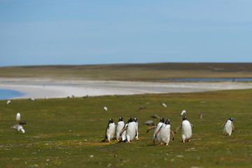 Gentoo Penguins (Pygoscelis papua) returning to the colony across sheep pasture on Bleaker Island in the Falkland Islands.