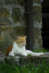 chat allongé sur de la pierre