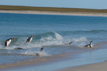Fototapeta premium Gentoo Penguins (Pygoscelis papua) coming back to land after a day spent feeding at sea. Bleaker Island in the Falkland Islands.