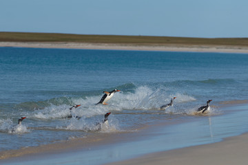 Gentoo Penguins (Pygoscelis papua) coming back to land after a day spent feeding at sea. Bleaker Island in the Falkland Islands.