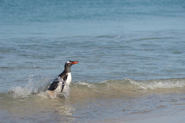 Gentoo Penguins (Pygoscelis papua) coming back to land after a day spent feeding at sea. Bleaker...
