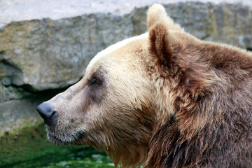 portrait of a brown bear