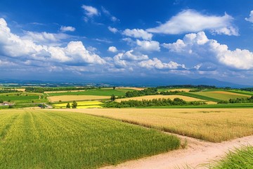 北海道・美瑛町 夏の美瑛の丘の風景