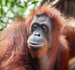 Fototapeta premium Portrait of Orangutang