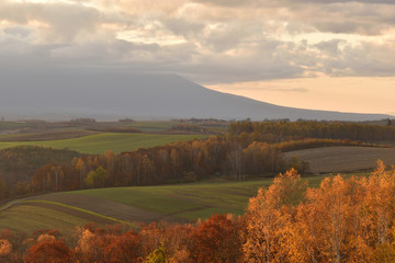 美瑛　朝焼けの丘