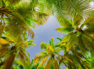 Fototapeta na wymiar palm sun top Dominican Republic