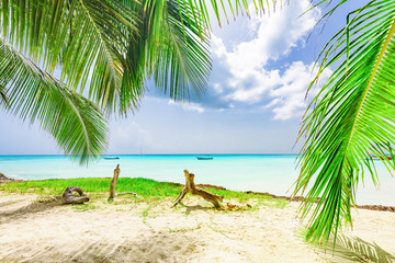 Caribbean palm beach