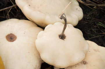 Pumpkin. Group of white squashes in the garden.